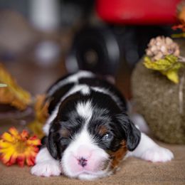River - Cavalier King Charles Spaniel puppy from Judy's Cavaliers
