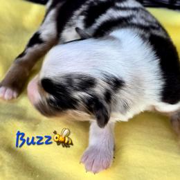 BUZZ - Blue merle male Toy Australian Shepherd puppy in Powell Butte, Oregon from Willow Lane Ranch