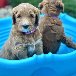Bernedoodle and Goldendoodle Puppies from Doodling Around Indiana Poodles & Doodles