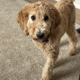 Bernedoodle Puppies from Bruce and Emma Doodles