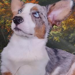Tina - Cardigan Welsh Corgi