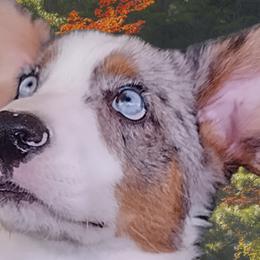 Tina - Cardigan Welsh Corgi