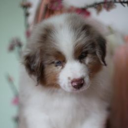 Australian Shepherd Puppies from Cloverdale Australian Shepherds