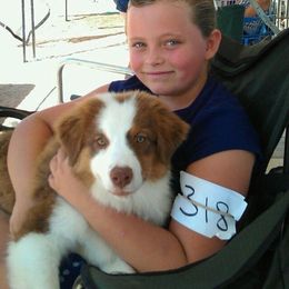 Australian Shepherd Puppies from Triple MMM Kennel