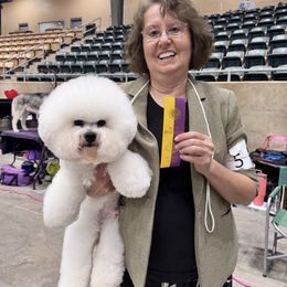 Bichon Frise All Grown Up from Brereton Bichons