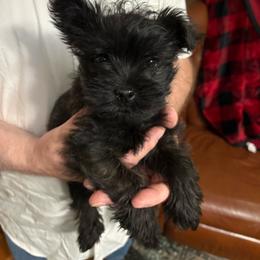 Phoebe - Black brindle female Cairn Terrier puppy in Rockford, Illinois from Fae Hallow