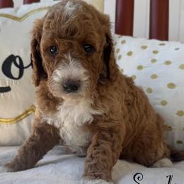 Red girl - Red  female Goldendoodle puppy in Wilmington, North Carolina from Wrightsville Beach GoldenDoodles