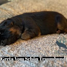Greta - Black and red female German Shepherd puppy in Garland, Maine from Vom Schön Traumhund