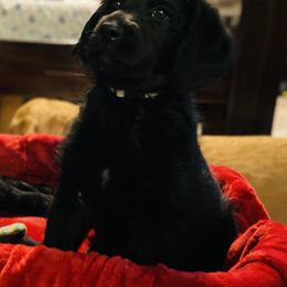 Labradoodle Puppies from Jazzy Doodles