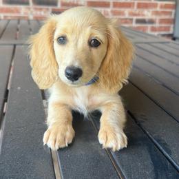 Blue Collar Male - Cream male Dachshund puppy in Grandview, Texas from LF & Co Dachshunds