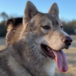 Akua - Siberian Husky