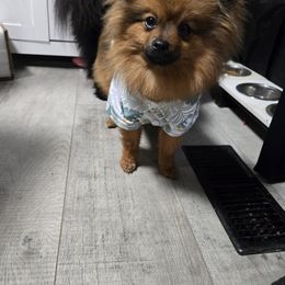Australian Shepherd and Pomeranian All Grown Up from Willamette Valley Aussies