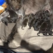 Girl 2 - Pudelpointer puppy from Saddle Creek Kennels