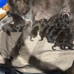 Girl 2 - Pudelpointer puppy from Saddle Creek Kennels