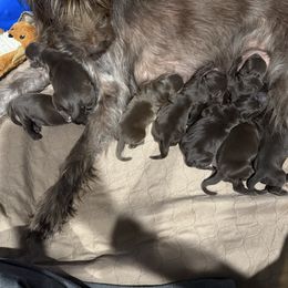 Girl 2 - Pudelpointer puppy from Saddle Creek Kennels