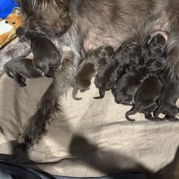 Girl 2 - Pudelpointer puppy from Saddle Creek Kennels