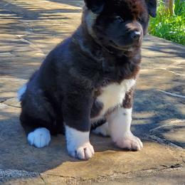 Akita Puppies from Folklore Akitas