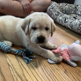 Labrador Retriever Puppies from Four Belles Labradors