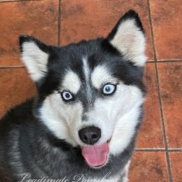 Cyrus - Pomsky