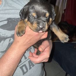 Rottweiler Puppies from Von Locher Rotties