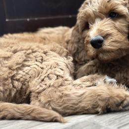 Jessie-orange collar-1 open spots left - Red  female Goldendoodle puppy in Chino Valley, Arizona from Whiskey Row Royals