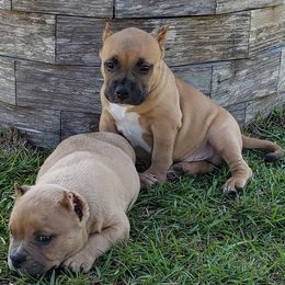American Bully Puppies from LA Bully Cartel
