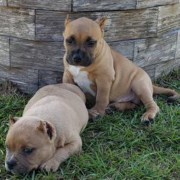 American Bully Puppies from LA Bully Cartel