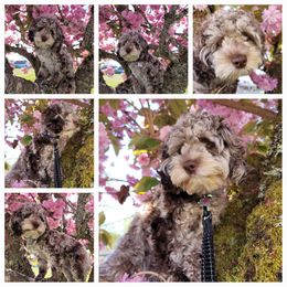 Koko - Cockapoo