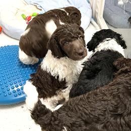 Poodle Puppies from Apricity Poodles