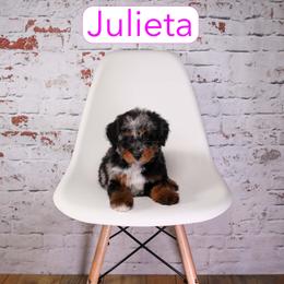 Julieta - female Aussiedoodle puppy in Calhoun, Georgia from Happy Top Doodles