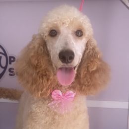 Scarlet - Poodle