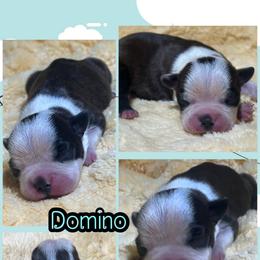 Domino - Brindle and white male Boston Terrier puppy in Brazos Point, Texas from TX Southern Belle Bostons