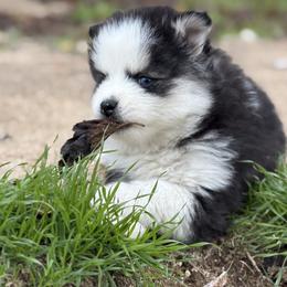 Snow - Black and white female Pomsky puppy in Whittier, California from Legendary Pomskies