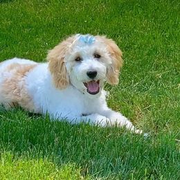 Willow - Goldendoodle