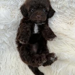 Girl 1 - Red phantom female Aussiedoodle puppy in Mtn Rest, South Carolina from Stocktons Doxies & Doodles