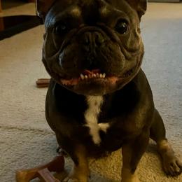 Louie - French Bulldog