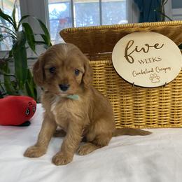 Cavapoo Puppies from Cumberland Cavapoos