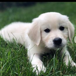 Ranger - Golden Retriever