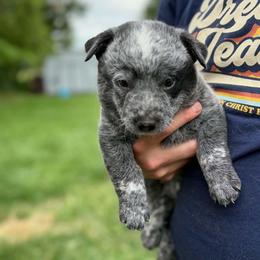 Lilac - Blue speckled female Australian Cattle Dog puppy in Monterey, Tennessee from Quarter Acre Farms