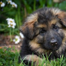 German Shepherd Puppies from Starry Night German Shepherd Dogs