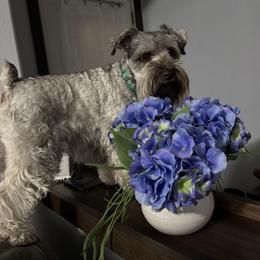 Miniature Schnauzers from Castle of Paws