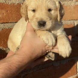Melo - Golden male Golden Retriever puppy in Mc Neal, Arizona from K&N Golden Retriever Companion
