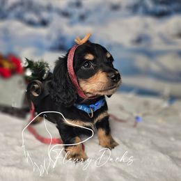 OS1-5 - Black and cream male Dachshund puppy in Martin City, Montana from FleuryDachs