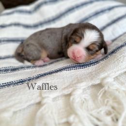 Waffles - Blue merle male Bernedoodle puppy in Waco, Texas from Blessings Pups Doodles