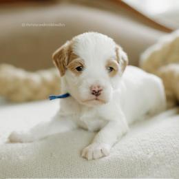 Walnut - Parti male Goldendoodle puppy in Hiddenite, North Carolina from Rose and Reid Doodles