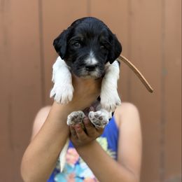 Ezzy- Tan Band Boy - Tri-color male Labradoodle puppy in Plainfield, New Jersey from Caris Paws Poodles and Doodles