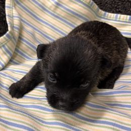 White collar boy - Black brindle male Cairn Terrier puppy in Hastings, Nebraska from D & J SCOTTIES AND CAIRNS & Miniature Long haired Dachshunds
