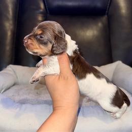 Finn - Piebald male Dachshund puppy in Ceres, California from Rockin' M’s LilBitty Dachshunds (LBD)