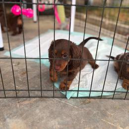Dachshund Puppies from Shelby Stewart