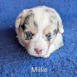 Millie - Blue merle and white female American Corgi puppy in Shawnee, Oklahoma from Sunray Ranch